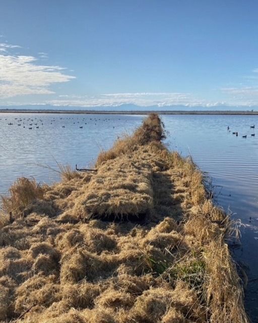 A brushed-in duck blind on a levee with flooded fields and the Sutter Buttes on the horizon