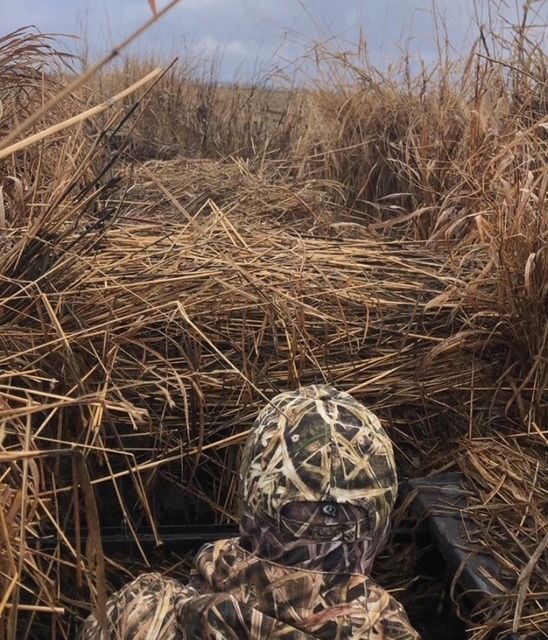 Looking out from inside a blind freshly brushed with tules