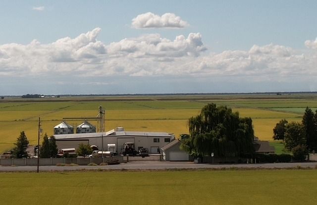 Aerial view of the lodge and farm buildings surrounded by green rice fields