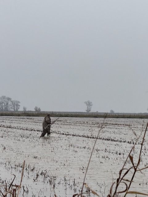 A lone hunter stands in a flooded rice field on an overcast morning