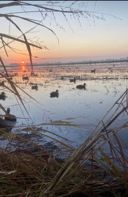 Sunrise over a flooded rice field with a spread of duck decoys and tall tules in the foreground